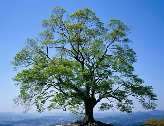 心理测试:四棵大树,选一棵你最喜欢的,测谁是你生命中的依靠?